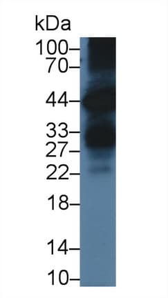 KLK6 / Kallikrein 6 Antibody (aa19-261)