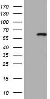 CDCA7L Antibody (aa1-337, clone OTI4A2)