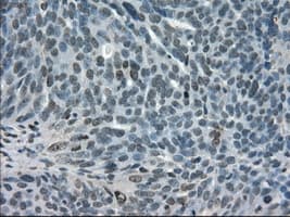 STAT1 Antibody (clone OTI13B10, Carrier-free)