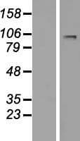 LARGE Protein (Over-Expression Lysate Myc-DDK (Flag))