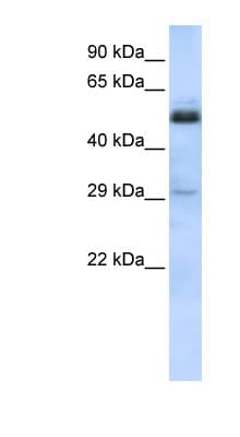 SCML1 Antibody (aa108-157)