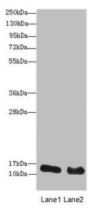 HIST1H3A Antibody