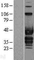 ABI3 Protein (Over-Expression Lysate Myc-DDK (Flag))