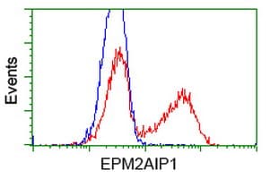 EPM2AIP1 Antibody (clone OTI1F11)