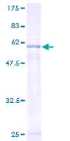 Human EXTL2 Protein (Recombinant GST)