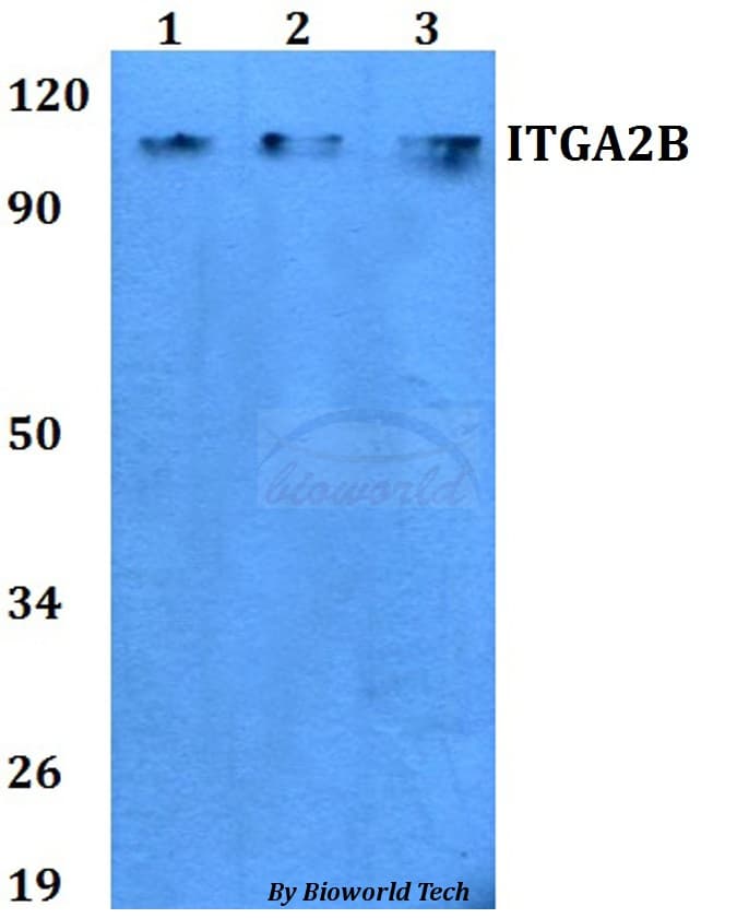 ITGA2B / CD41 Antibody