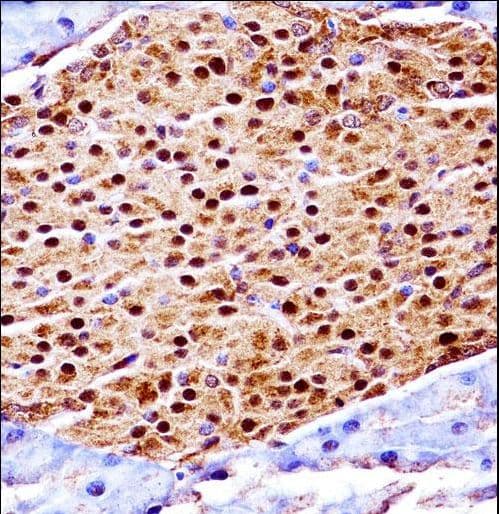 SCYL3 Antibody (aa671-699)