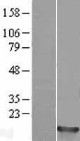 HIST1H2BM Protein (Over-Expression Lysate Myc-DDK (Flag))