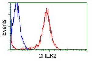 CHEK2 / CHK2 Antibody (clone OTI8D11)
