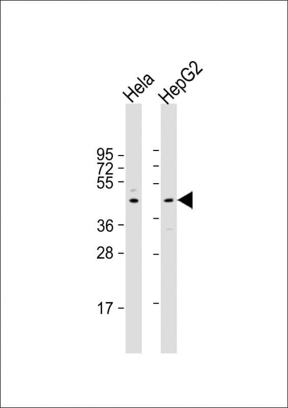 L3 / LASS2 Antibody (Internal)