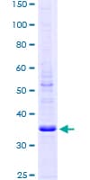 Human DEXI Protein (Recombinant GST)