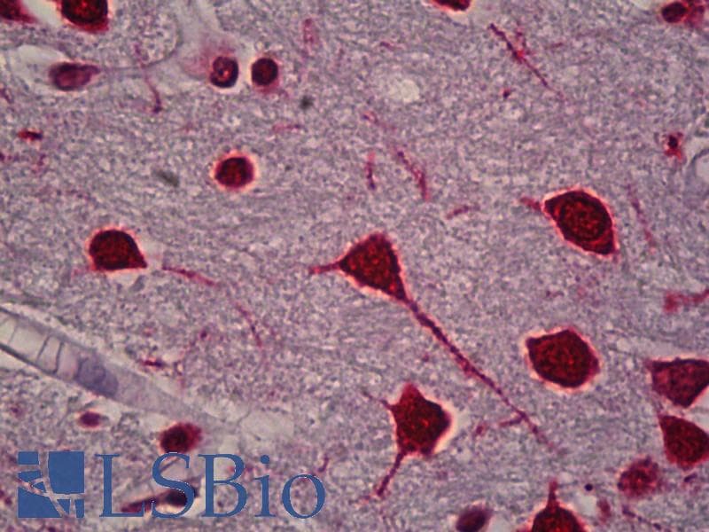 IHC-plus™ FOS / c-FOS Antibody (clone 1H8)