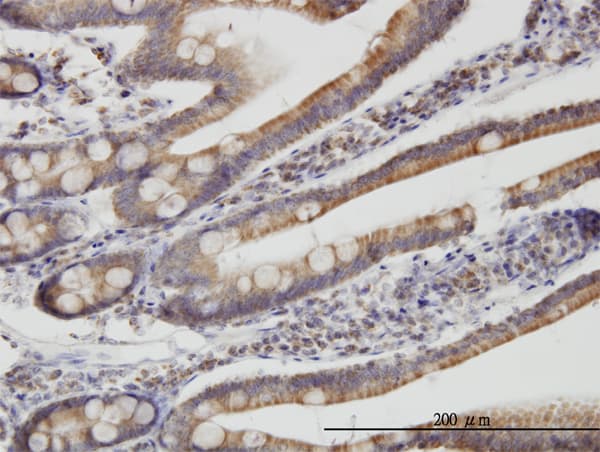 TIMM9 Antibody (clone 1D6)