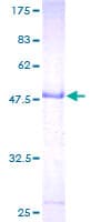 Human LYPD5 Protein (Recombinant GST)