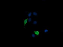 MAP2K3 / MEK3 / MKK3 Antibody (clone OTI3C9)