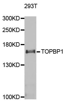 TOPBP1 Antibody