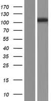 Human MCF2 / DBL Protein (Over-Expression Lysate Myc-DDK (Flag))
