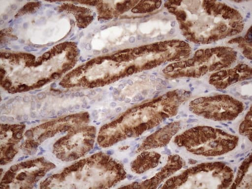 GLYAT Antibody (clone OTI4D1)
