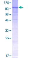 Human CCDC15 Protein (Recombinant GST)