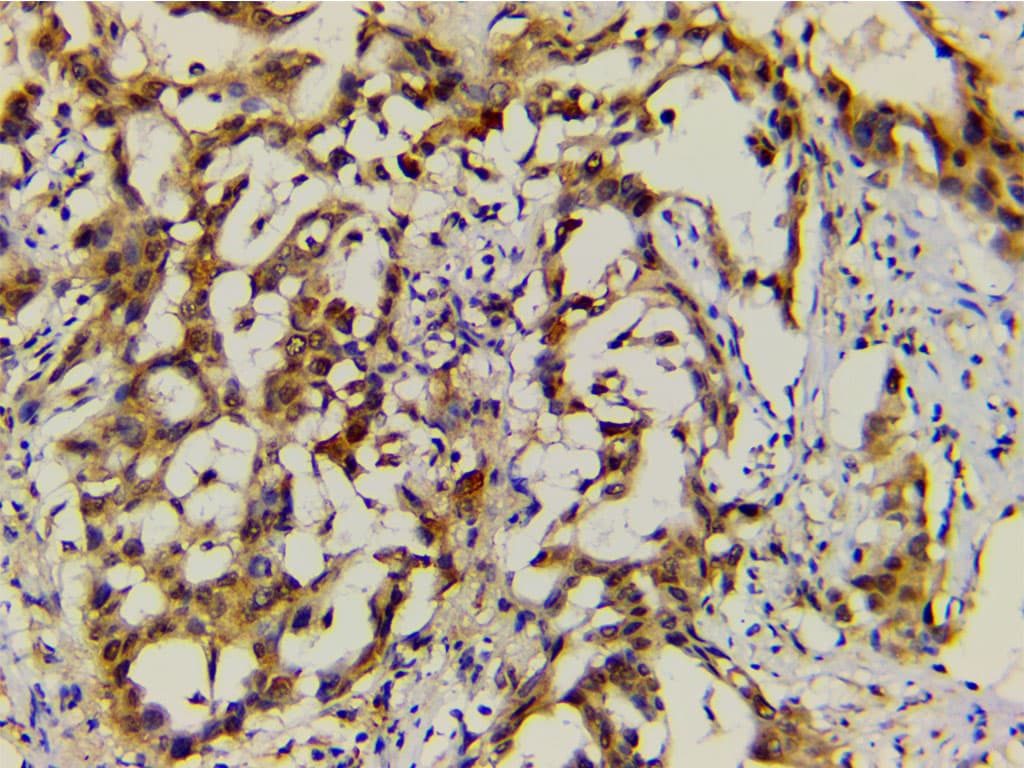EFNB2 / Ephrin B2 Antibody