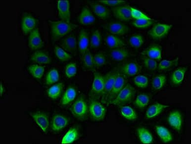 Polyclonal Rabbit anti-Human GB5 / GNB5 Antibody (aa1-353, WB)