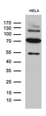 KLC2 Antibody (aa335-622, clone OTI10H10, Carrier-free)