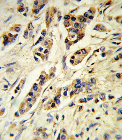 Polyclonal Rabbit anti-Human IL-10 Antibody (aa27-53, IHC, WB)