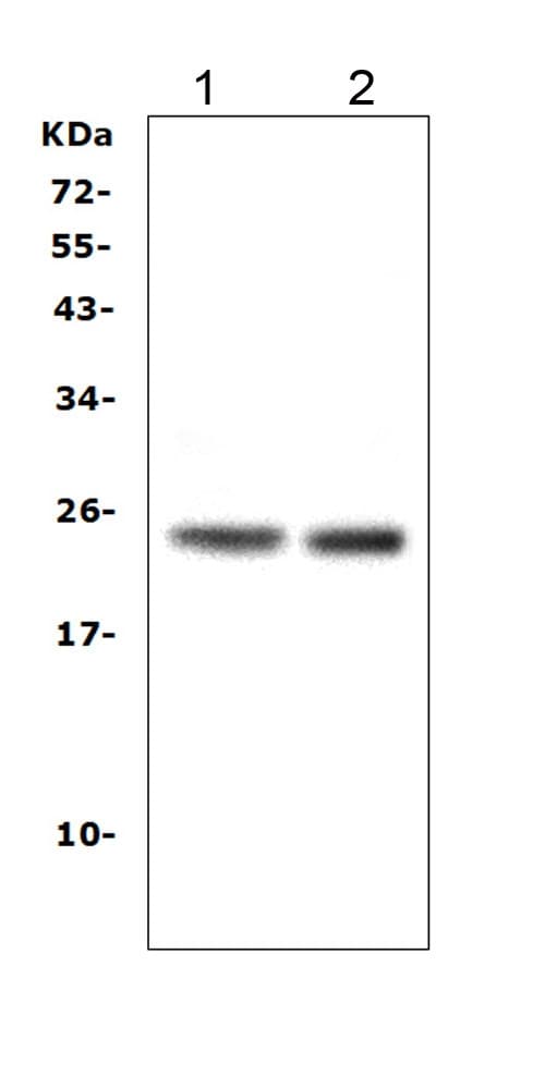 MtTFA / TFAM Antibody (aa214-241)