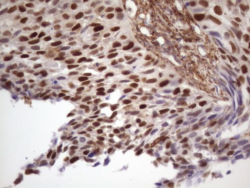 CDKN1A / WAF1 / p21 Antibody (aa2-164, clone OTI5G1, Carrier-free)