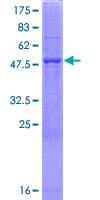 Human GDPD3 Protein (Recombinant GST)