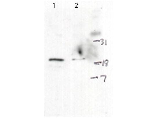 H2AFX / H2AX Antibody (phospho-Ser139)
