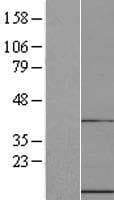 UFM1 Protein (Over-Expression Lysate Myc-DDK (Flag))