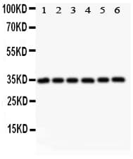 CRK Antibody (aa2-246)