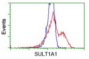 SULT1A1 / Sulfotransferase 1A1 Antibody (clone OTI2C5)