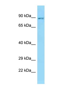 SLC26A6 / PAT1 Antibody (aa613-662)