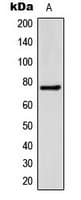 SLC27A5 / BACS Antibody (Internal)