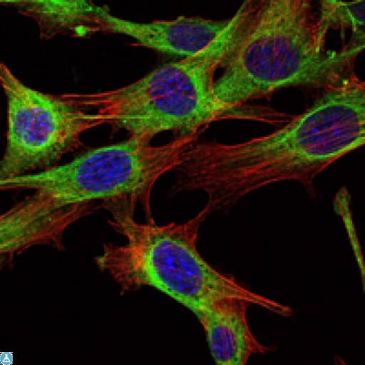 ABL2 Antibody