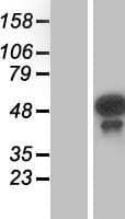TES / Testin Protein (Over-Expression Lysate Myc-DDK (Flag))