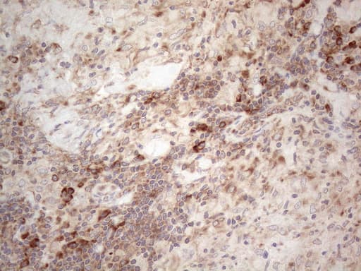 JAG1 / Jagged 1 Antibody (aa523-759, clone OTI3A10)