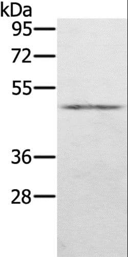 Polyclonal Rabbit anti-Human KDM8 / JMJD5 / FLJ13798 Antibody (WB)