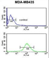 Polyclonal Rabbit anti-Human IOP1 / NARFL Antibody (aa240-269, WB)