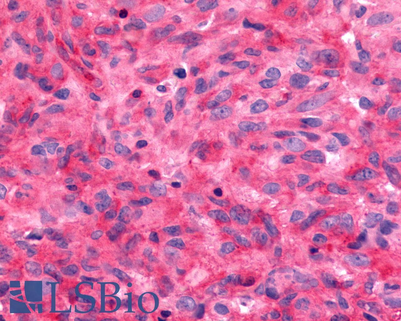 PathPlus™ FZD9 / Frizzled 9 Antibody (N-Terminus)