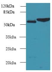 FCRL4 / IRTA1 / CD307d Antibody