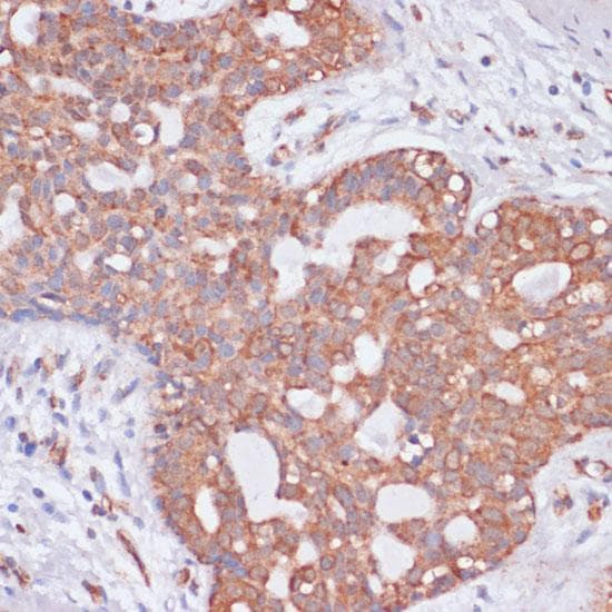 KCNH2 / HERG Antibody