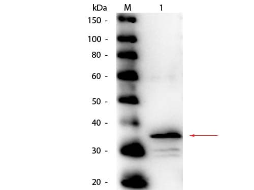 CPB / Carboxypeptidase B Antibody (Liquid, HRP)