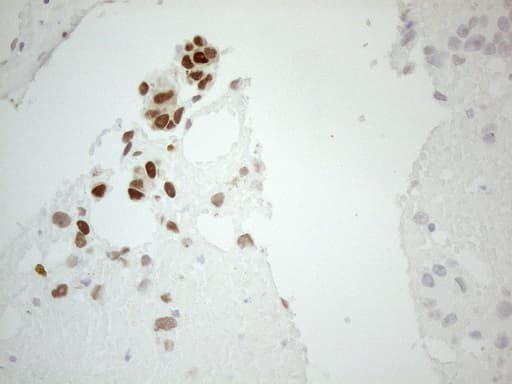 GATA3 Antibody (aa155-443, clone OTI10G7)