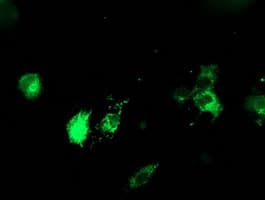 PDIA4 / ERP72 Antibody (clone OTI2E2, Carrier-free)