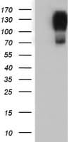 ENPEP / Aminopeptidase A Antibody (clone OTI4G8)