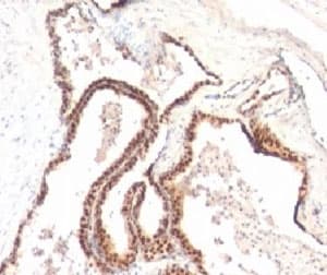 CDKN1B / p27 Kip1 Antibody (clone KIP1/769)