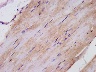 TNIP1 Antibody